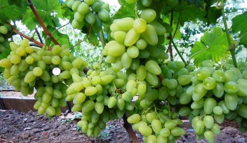 Виноград Бажена