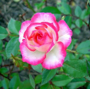 Роза Карусель