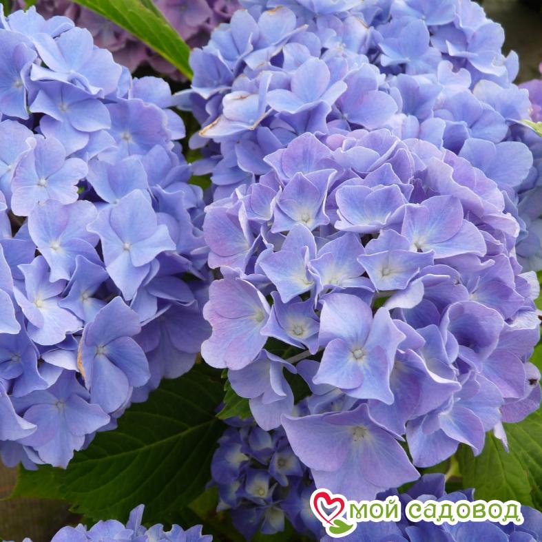 Гортензия крупнолистная Блауэр Цверг ЗКС