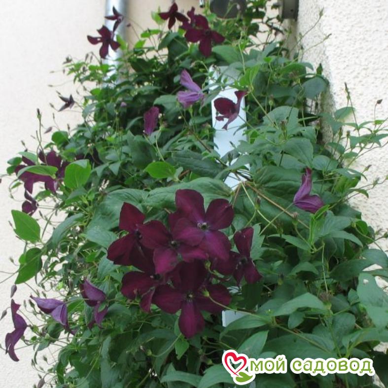 Клематис Блэк Принц ЗКС
