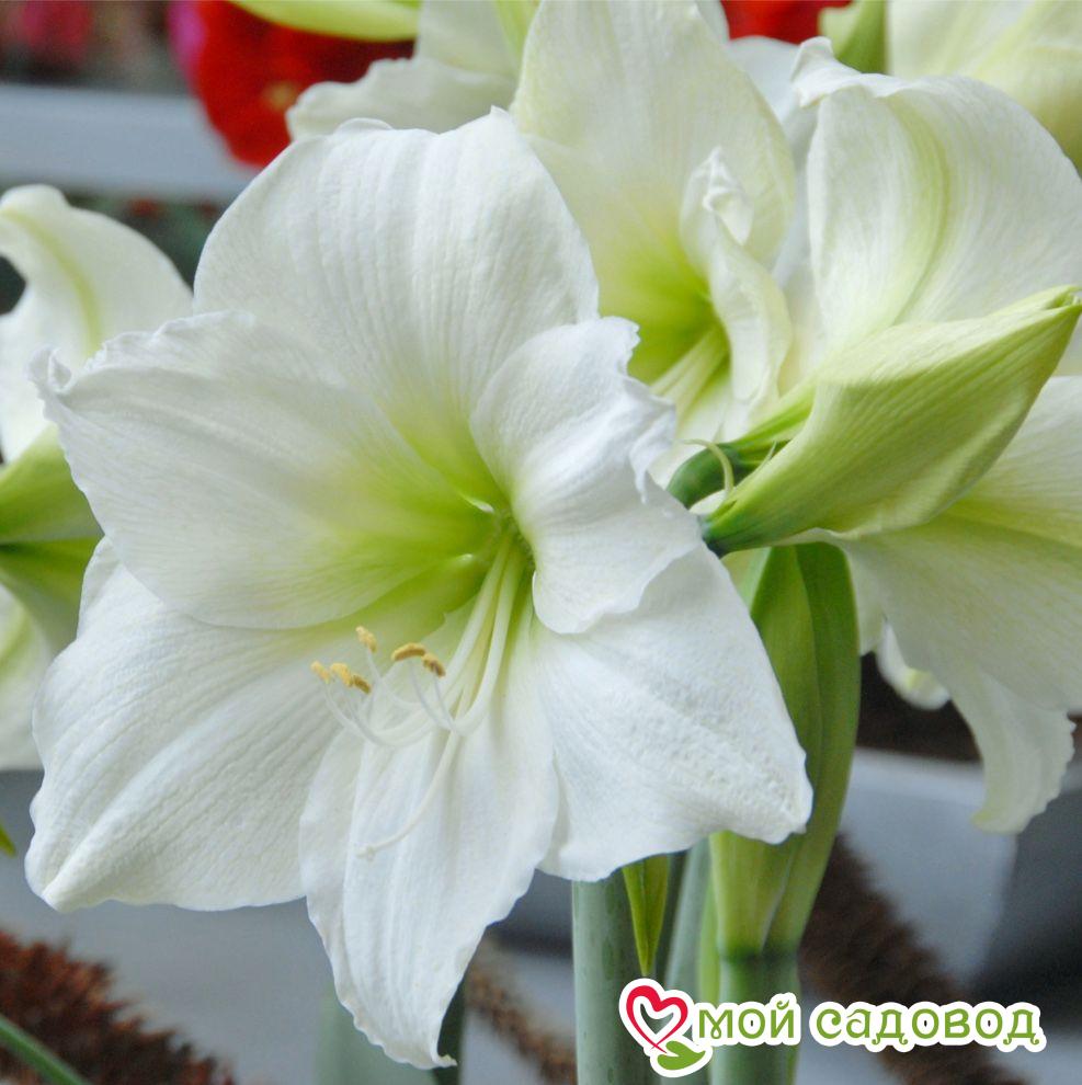 АМАРИЛЛИС АНТАРКТИКА